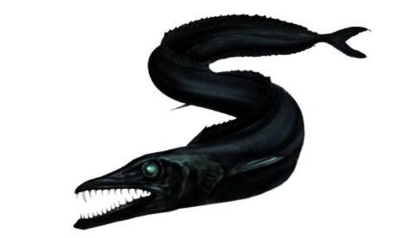 Aphanopus carbo_03.jpg